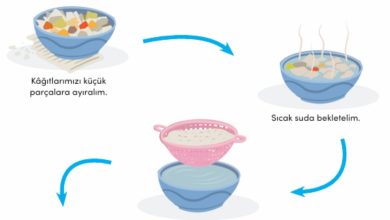 Tohum Topu Etkinliği Uygulama